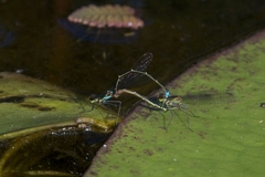 Austrocnemis splendida