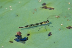 Austrocnemis splendida