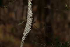 Ropalidia revolutionalis