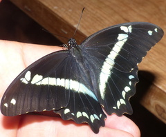 Papilio nireus lyaeus