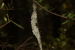 Ropalidia revolutionalis