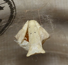 Papilio nireus lyaeus