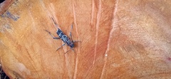 Xylotrechus smei