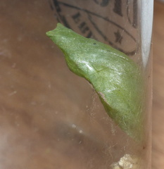 Papilio nireus lyaeus