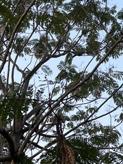 Treron phoenicopterus