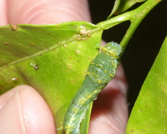 Papilio nireus lyaeus