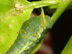 Papilio nireus lyaeus