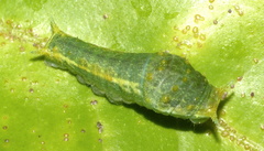 Papilio nireus lyaeus