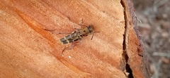 Xylotrechus smei