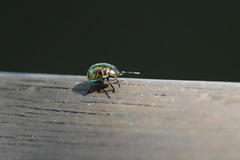 Lampromicra