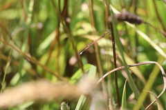 Ischnura aurora aurora