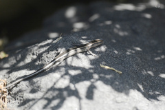 Cryptoblepharus pulcher