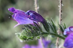 Echium vulgare pustulatum