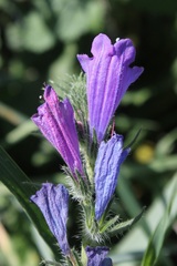 Echium vulgare pustulatum