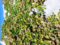 Disphyma australe australe