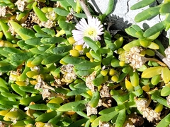 Disphyma australe australe