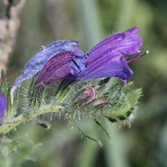 Echium vulgare pustulatum