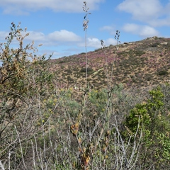 Heliophila cornuta squamata