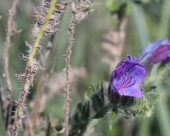 Echium vulgare pustulatum