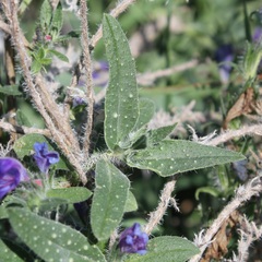 Echium vulgare pustulatum