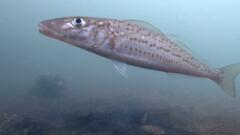 Sillaginodes punctatus