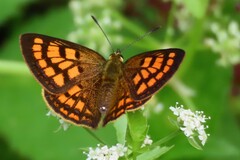 Lycaena