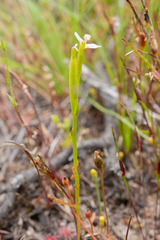 Stylidium despectum