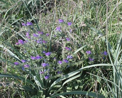 Echium vulgare pustulatum