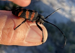 Ceroplesis capensis