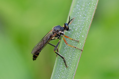 Dioctria rufipes
