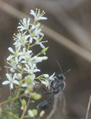 Isodontia