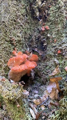 Aurantiporus pulcherrimus