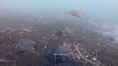 Acanthopagrus butcheri