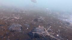 Helotes octolineatus