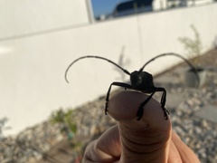 Ceroplesis capensis