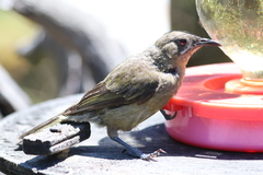 Anthornis melanura