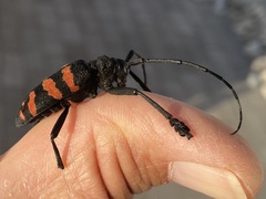 Ceroplesis capensis