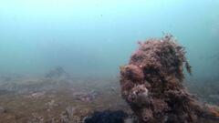 Redigobius macrostoma