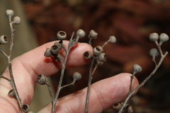Eucalyptus carnea