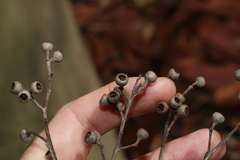 Eucalyptus carnea