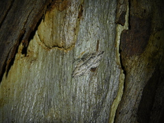 Aponotoreas