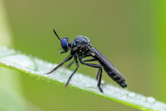 Dioctria atricapilla