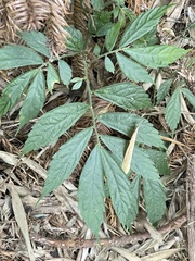 Elatostema lineolatum