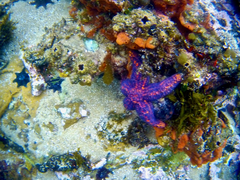 Uniophora granifera