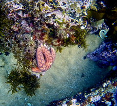 Uniophora granifera