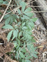 Elatostema lineolatum