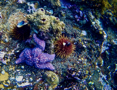 Uniophora granifera