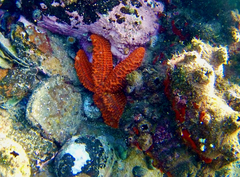 Uniophora granifera
