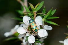 Castiarina hilaris