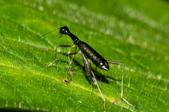 Neocollyris